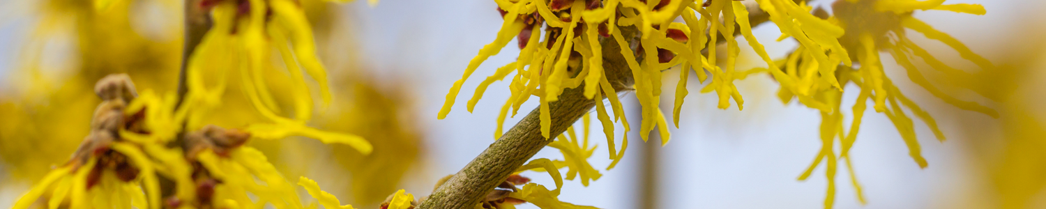 Extrato de Hamamelis